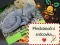 Vánoční překvapení pro vaše milované – spící kočka za polovinu!🤩