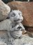 Steinfigur Gartenfigur Drache Jack