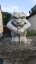 Steinfigur Gartenfigur Gargoyle Grimmly 25x19 825