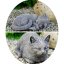 Blank Circle Collage Template