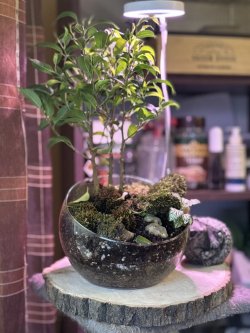 Miniaturní zahrádky jsou tady! 😍